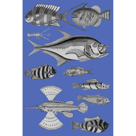 Tropical Fish Collage 2-Blue Background Black Modern Wood Framed Art Print with Double Matting by Renard, Louis