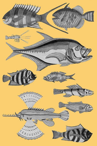 Tropical Fish Collage 2-Yellow Background Black Ornate Wood Framed Art Print with Double Matting by Renard, Louis