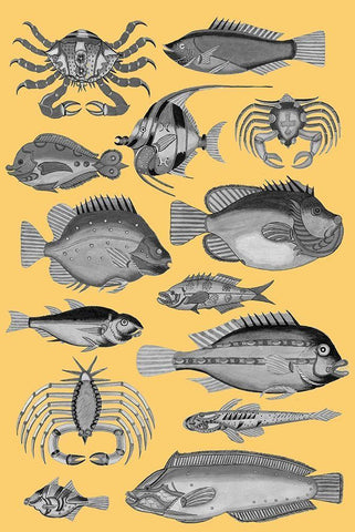 Tropical Fish Collage 3-Yellow Background White Modern Wood Framed Art Print with Double Matting by Renard, Louis