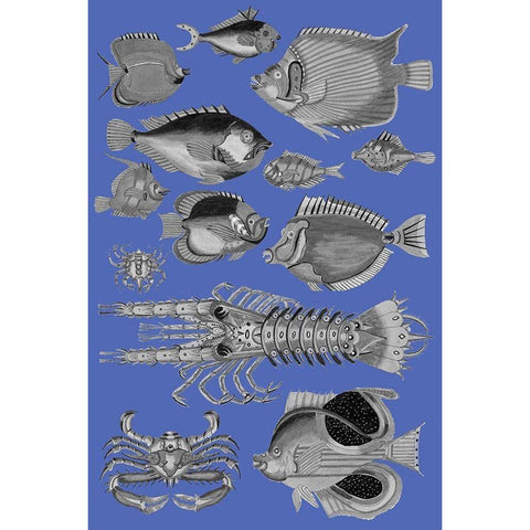 Tropical Fish Collage 4-Blue Background Black Modern Wood Framed Art Print with Double Matting by Renard, Louis