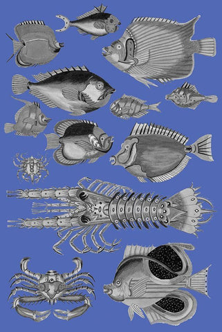 Tropical Fish Collage 4-Blue Background Black Ornate Wood Framed Art Print with Double Matting by Renard, Louis