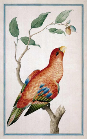 Lory, Right facing White Modern Wood Framed Art Print with Double Matting by De Bevere, Pieter