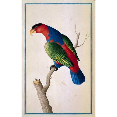 Lory, Left facing White Modern Wood Framed Art Print by De Bevere, Pieter