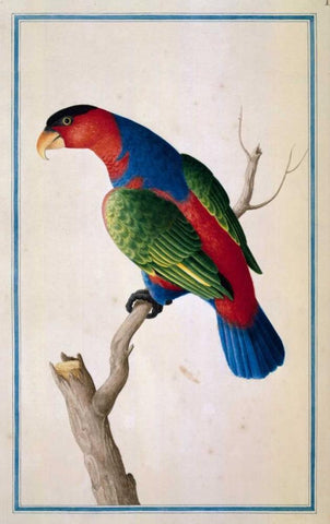 Lory, Left facing White Modern Wood Framed Art Print with Double Matting by De Bevere, Pieter