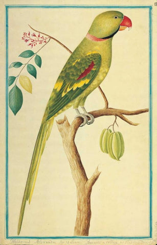 Alexandrine Parakeet, Right facing White Modern Wood Framed Art Print with Double Matting by De Bevere, Pieter