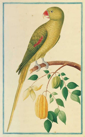 Alexandrine Parakeet. Left facing Black Ornate Wood Framed Art Print with Double Matting by De Bevere, Pieter