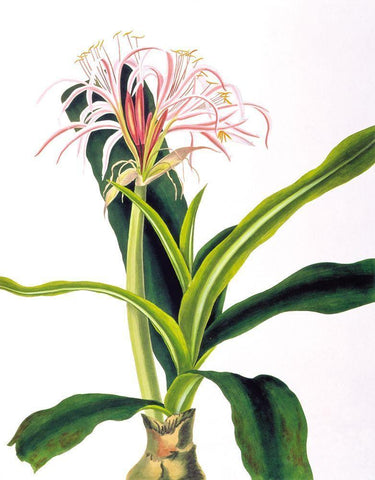 Crinium Hybridum White Modern Wood Framed Art Print with Double Matting by Bury, Priscilla