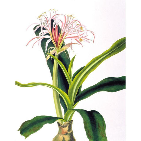 Crinium Hybridum Gold Ornate Wood Framed Art Print with Double Matting by Bury, Priscilla
