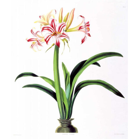 Amarylis Superba White Modern Wood Framed Art Print by Bury, Priscilla