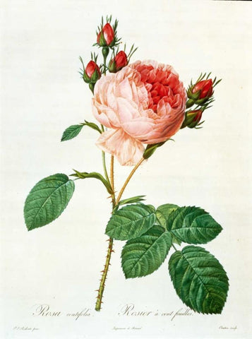 Rose,Centifolia with 100 Petals Black Ornate Wood Framed Art Print with Double Matting by RedoutÃ©, Pierre-Joseph