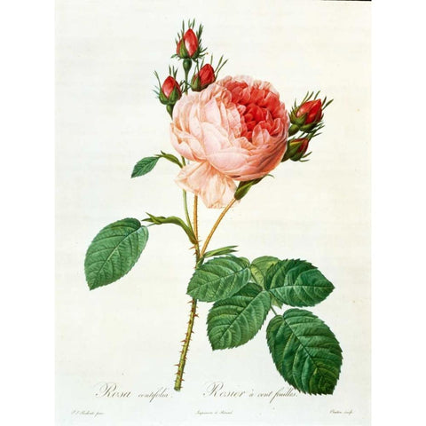 Rose,Centifolia with 100 Petals Gold Ornate Wood Framed Art Print with Double Matting by RedoutÃ©, Pierre-Joseph