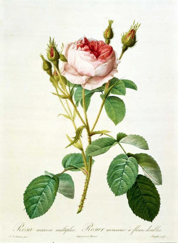 Rose, Muscosa Multiplex White Modern Wood Framed Art Print with Double Matting by RedoutÃ©, Pierre-Joseph
