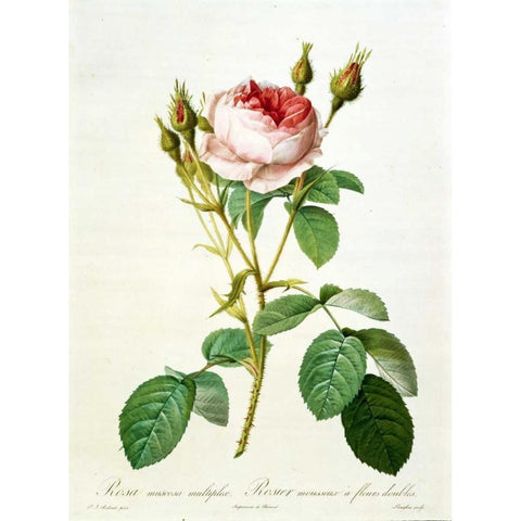 Rose, Muscosa Multiplex Gold Ornate Wood Framed Art Print with Double Matting by RedoutÃ©, Pierre-Joseph