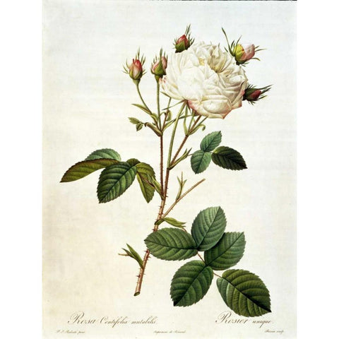 Rosa, Centifolia Mutabilis Gold Ornate Wood Framed Art Print with Double Matting by RedoutÃ©, Pierre-Joseph