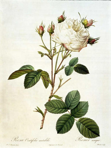 Rosa, Centifolia Mutabilis Black Ornate Wood Framed Art Print with Double Matting by RedoutÃ©, Pierre-Joseph