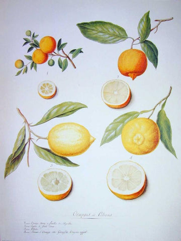 Citrons, Oranges and Lemons Black Ornate Wood Framed Art Print with Double Matting by Ledoulx, Pierre
