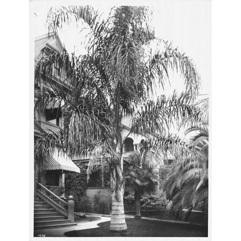 Palm, Cocos Plumosos, L.A., c 1910 White Modern Wood Framed Art Print by Anonymous