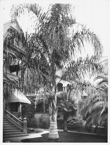 Palm, Cocos Plumosos, L.A., c 1910 Black Ornate Wood Framed Art Print with Double Matting by Anonymous