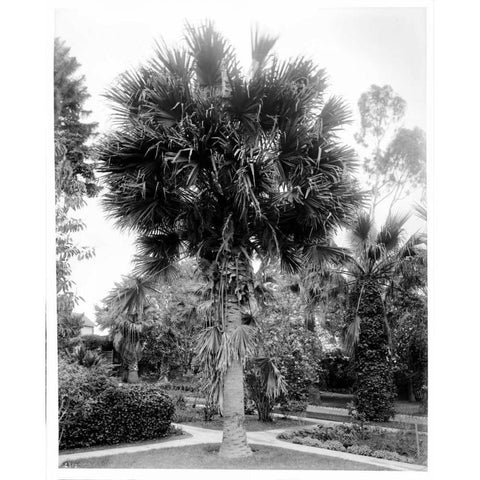 Palm. L.A. Park, c1910 Black Modern Wood Framed Art Print with Double Matting by Anonymous