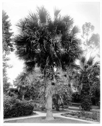 Palm. L.A. Park, c1910 Black Ornate Wood Framed Art Print with Double Matting by Anonymous