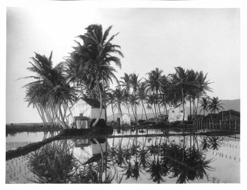 Palms, Hawaiian Rice Paddies, 1907 White Modern Wood Framed Art Print with Double Matting by Anonymous