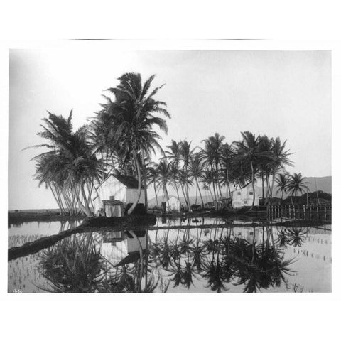 Palms, Hawaiian Rice Paddies, 1907 Black Modern Wood Framed Art Print with Double Matting by Anonymous