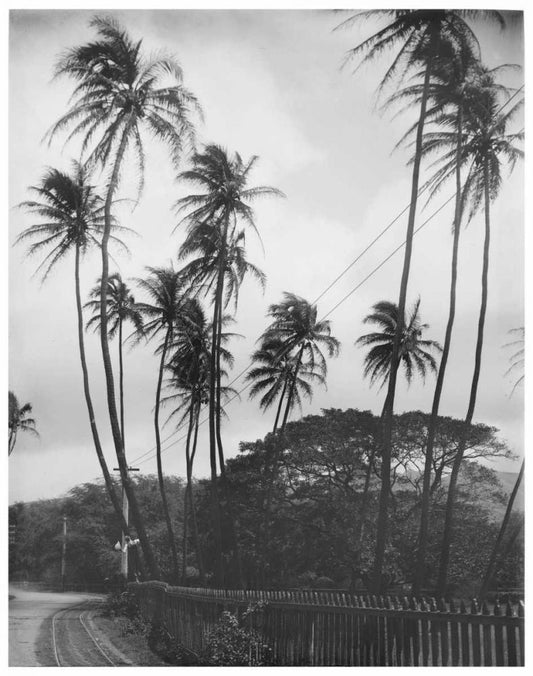 Image Only