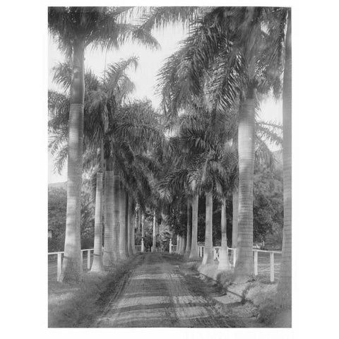 Royal Palm Ave, Honolulu, 1907 Gold Ornate Wood Framed Art Print with Double Matting by Anonymous