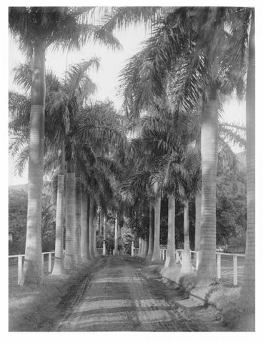 Royal Palm Ave, Honolulu, 1907 Black Ornate Wood Framed Art Print with Double Matting by Anonymous