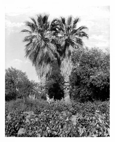 Old Palm Trees, South Pasadena, c1910 White Modern Wood Framed Art Print with Double Matting by Anonymous