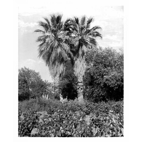 Old Palm Trees, South Pasadena, c1910 White Modern Wood Framed Art Print by Anonymous