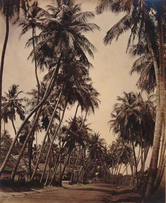 Image Only