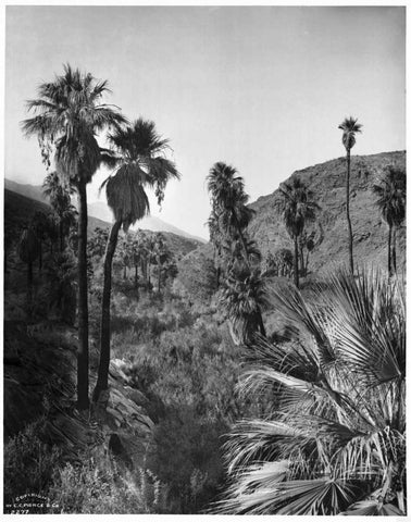 Palm Canyon, Palm Springs c,1903 Black Ornate Wood Framed Art Print with Double Matting by Anonymous