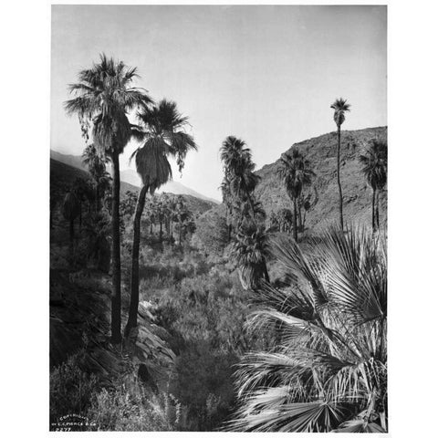 Palm Canyon, Palm Springs c,1903 White Modern Wood Framed Art Print by Anonymous