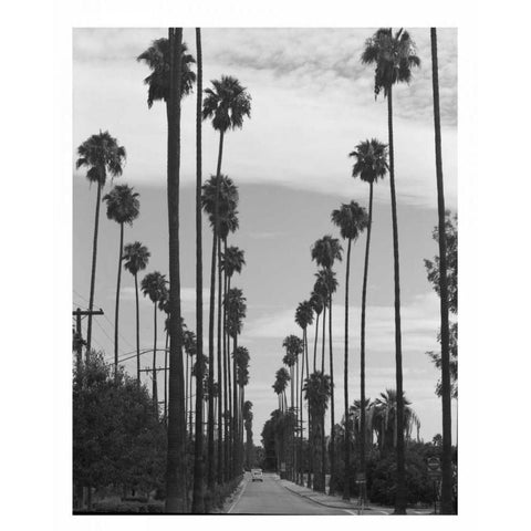 Palm Trees, Victoria Ave, Riverside c1910 Gold Ornate Wood Framed Art Print with Double Matting by Anonymous