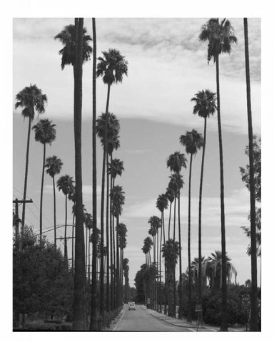 Palm Trees, Victoria Ave, Riverside c1910 Black Ornate Wood Framed Art Print with Double Matting by Anonymous