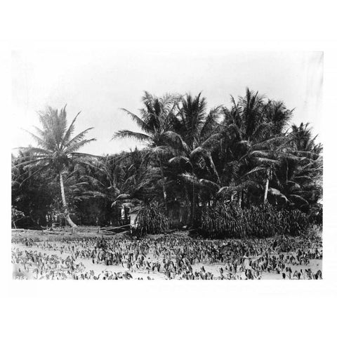 Taro fields, Date Palms, Hawaii 1907 Black Modern Wood Framed Art Print with Double Matting by Anonymous