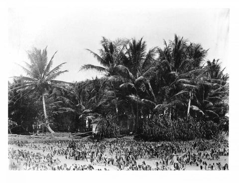 Taro fields, Date Palms, Hawaii 1907 White Modern Wood Framed Art Print with Double Matting by Anonymous