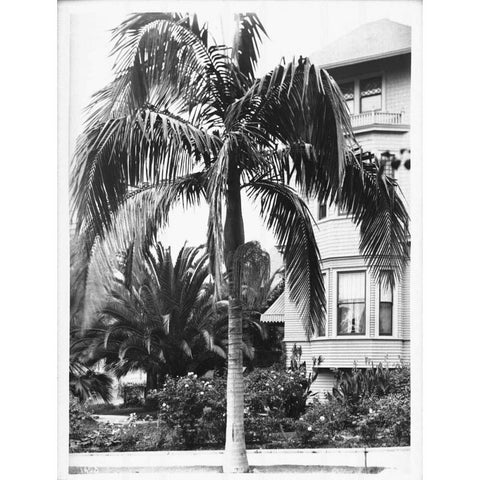 Palm, Seaforchia Elygans, CA c 1920 Black Modern Wood Framed Art Print with Double Matting by Anonymous