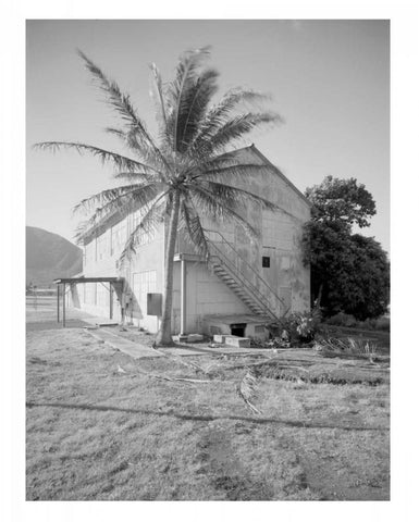 Palm Tree, Naval Magazine Bldg, Hawaii, c1907 White Modern Wood Framed Art Print with Double Matting by Anonymous