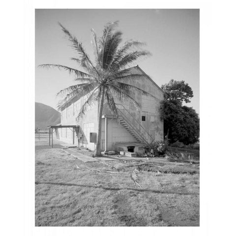 Palm Tree, Naval Magazine Bldg, Hawaii, c1907 White Modern Wood Framed Art Print by Anonymous