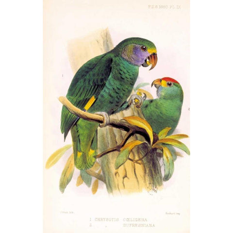 Parrots, Chrysotis Black Modern Wood Framed Art Print with Double Matting by Smit, Joseph