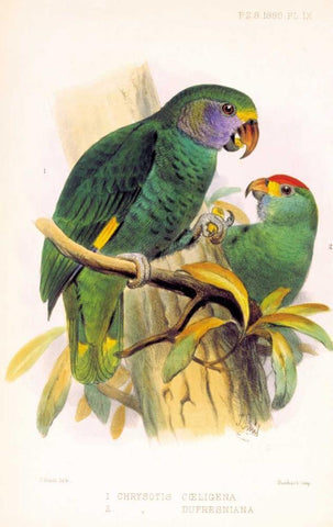 Parrots, Chrysotis Black Ornate Wood Framed Art Print with Double Matting by Smit, Joseph
