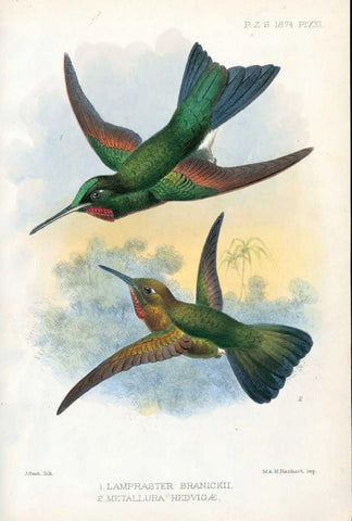 Humming Birds Black Ornate Wood Framed Art Print with Double Matting by Smit, Joseph