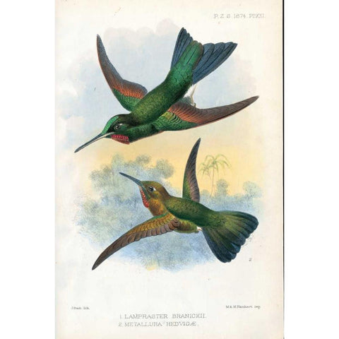 Humming Birds Black Modern Wood Framed Art Print by Smit, Joseph