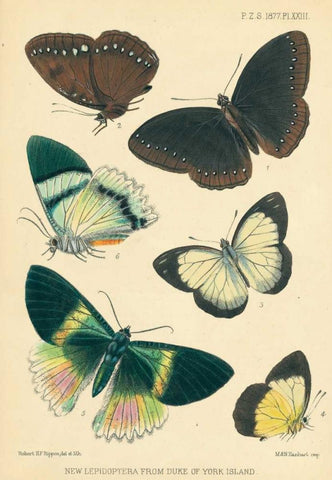 Butterflies, Duke of York Island Black Ornate Wood Framed Art Print with Double Matting by Smit, Joseph