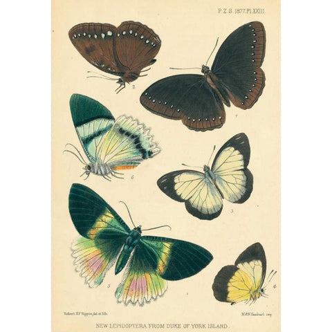 Butterflies, Duke of York Island Gold Ornate Wood Framed Art Print with Double Matting by Smit, Joseph