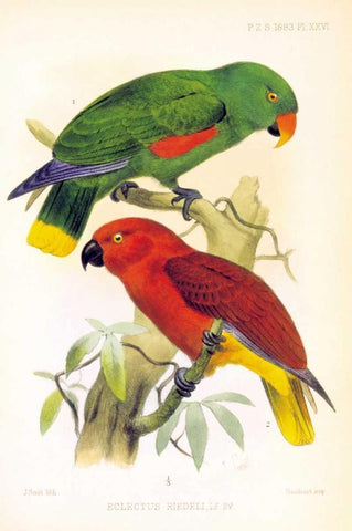 Parrots, Eclectus Riedelli Black Ornate Wood Framed Art Print with Double Matting by Smit, Joseph