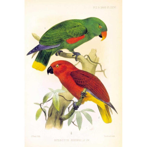 Parrots, Eclectus Riedelli White Modern Wood Framed Art Print by Smit, Joseph