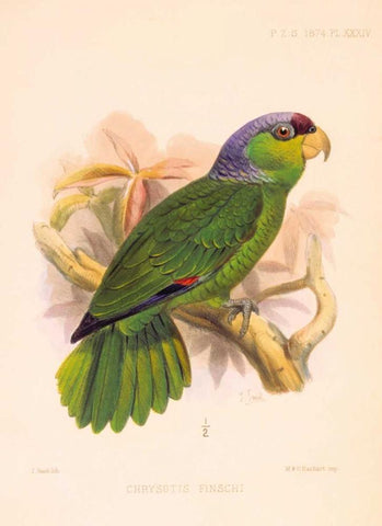 Parrot, Chrysotis Finschi White Modern Wood Framed Art Print with Double Matting by Smit, Joseph